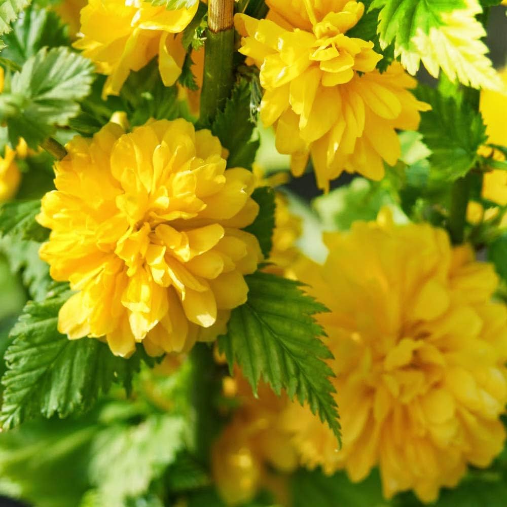 Amazon.co.jp: ヤマブキ(山吹)八重咲き4.5号ポット苗【品種で選べる